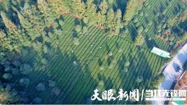 有关于普安:4万多亩春茶陆续采摘上市 产销两旺领“鲜”市场的资讯(1)