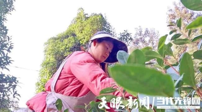 有关于普安:4万多亩春茶陆续采摘上市 产销两旺领“鲜”市场的资讯