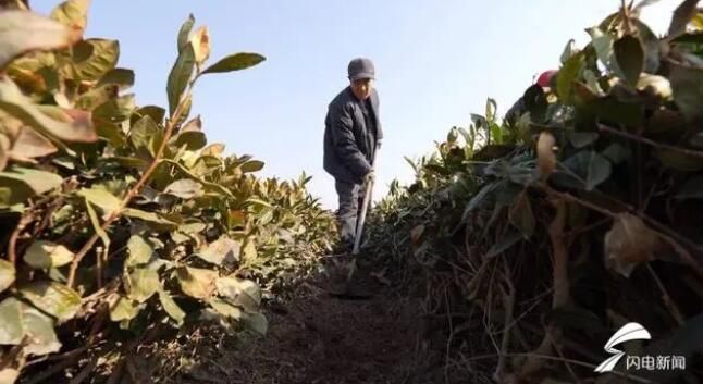 有关于日照岚山区:立春好时节 农家茶事忙的内容(1)