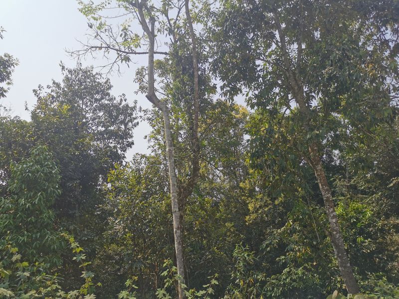 有关于2023年易武香椿林古树茶春茶价格的消息