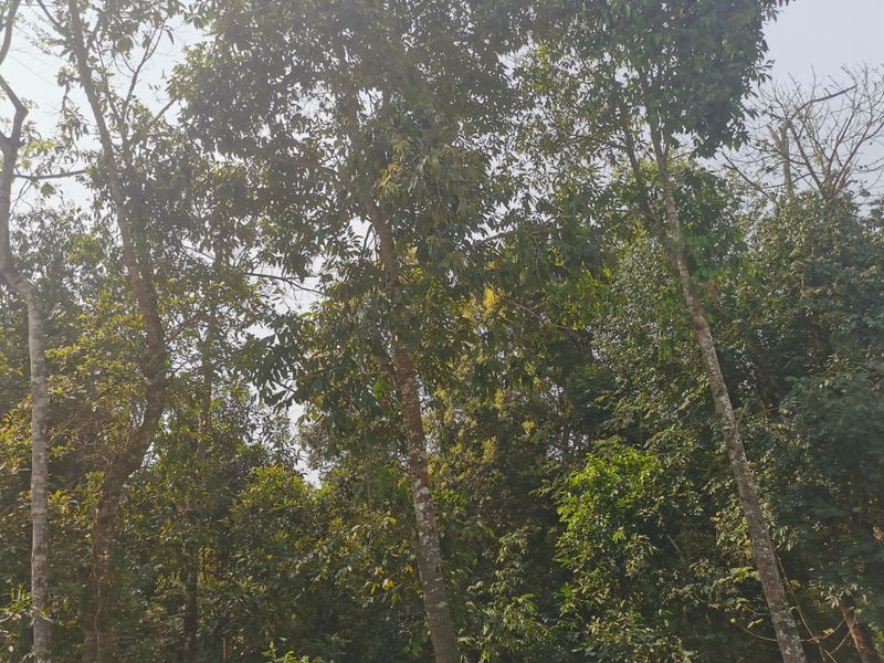 关于漫撒古树普洱茶价格2023的新闻