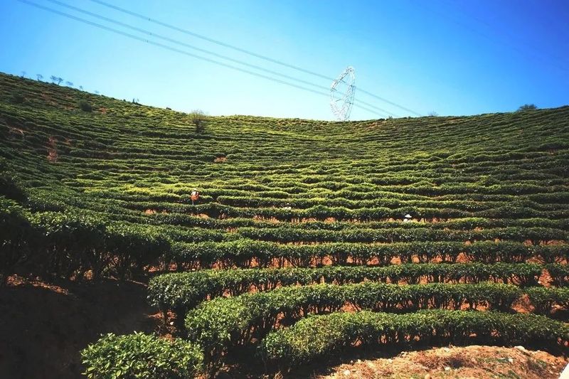 有关于临沧临翔:党建引领茶产业“四绿互融”打造绿美乡村新样板的信息