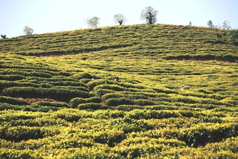 有关于临沧临翔:党建引领茶产业“四绿互融”打造绿美乡村新样板的信息(2)