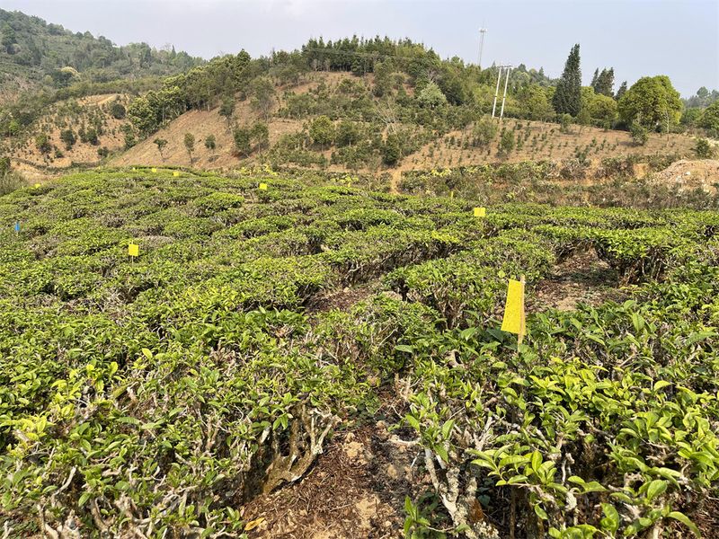 有关于茶园春茶开采前准备工作要点的信息