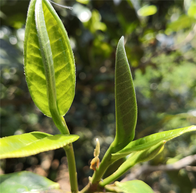 关于2023年易武丁家寨汉寨白茶园古树春茶价格的信息(1)