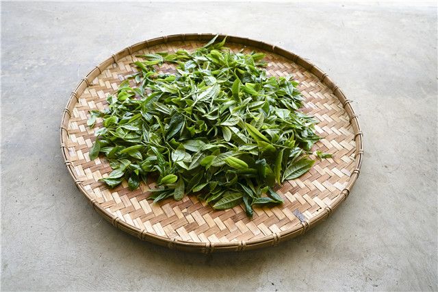 关于2023年易武丁家寨汉寨白茶园古树春茶价格的信息(2)