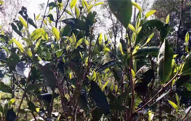 关于2023年易武丁家寨汉寨白茶园古树春茶价格的信息