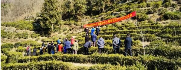 有关于白河县农业农村局组织召开2023年茶叶产业建设开工暨茶园管护现场培训会的信息