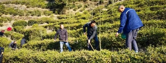 有关于白河县农业农村局组织召开2023年茶叶产业建设开工暨茶园管护现场培训会的信息(1)