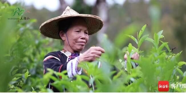 关于2023年海南（五指山）早春茶开采节2月4日开启的最新消息