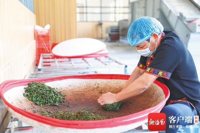 关于白沙原生态茶园小镇万亩茶园基地进入早春茶采摘的相关内容(2)