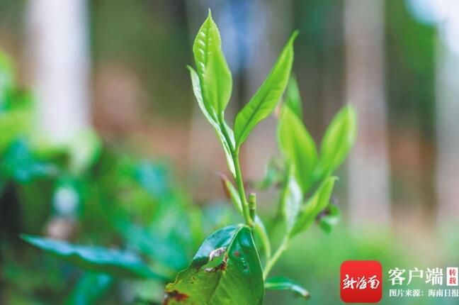 关于白沙原生态茶园小镇万亩茶园基地进入早春茶采摘的相关内容(1)