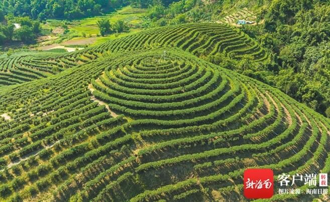 关于白沙原生态茶园小镇万亩茶园基地进入早春茶采摘的相关内容(3)