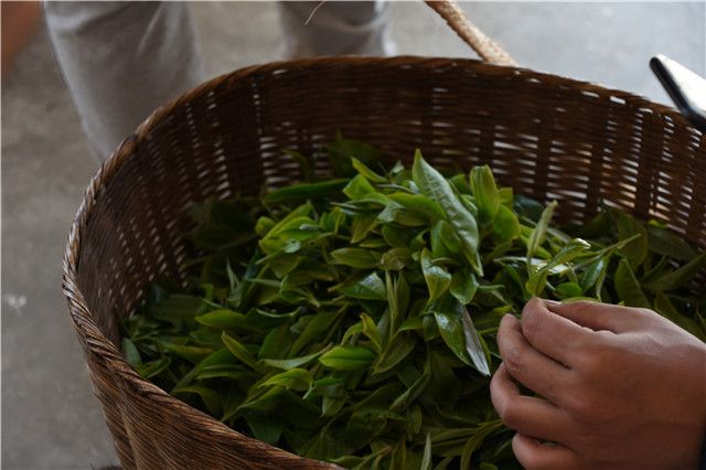 有关于刮风寨茶是什么档次，2023春茶价格多少的最新消息(1)