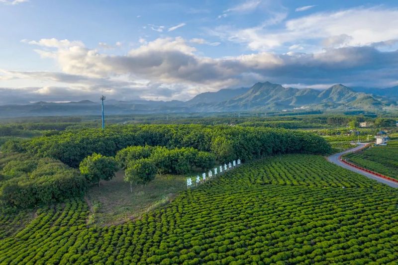 有关于白沙茶产业这把“火”越烧越旺的最新消息