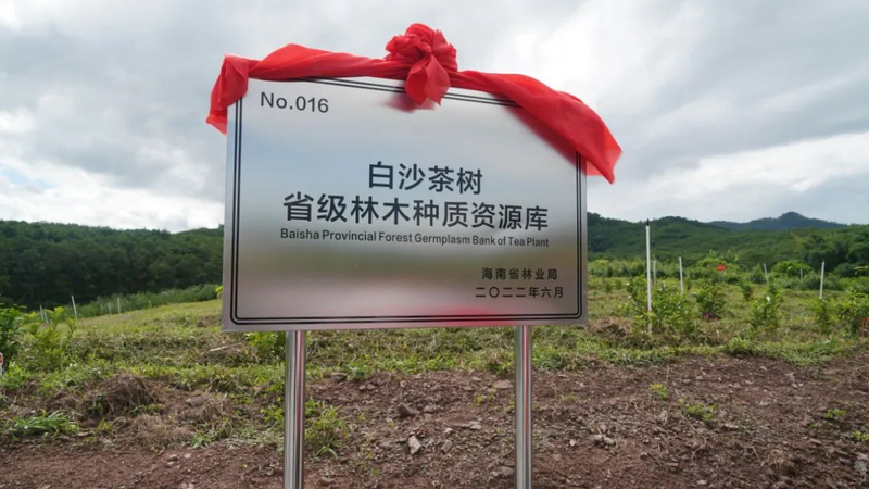 有关于白沙茶产业这把“火”越烧越旺的最新消息(1)