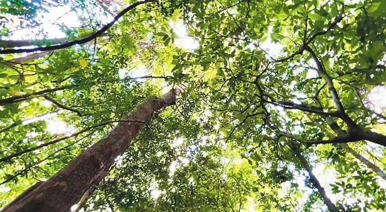 有关于白沙茶产业这把“火”越烧越旺的最新消息(3)