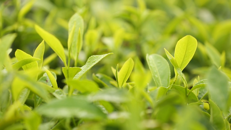 有关于白沙茶产业这把“火”越烧越旺的最新消息(4)