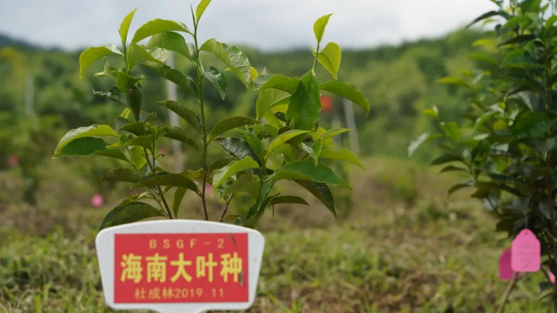 有关于白沙茶产业这把“火”越烧越旺的最新消息(2)