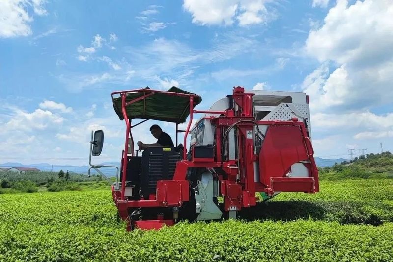 有关于2022年浙江武义县茶产业年度盘点的新闻(30)