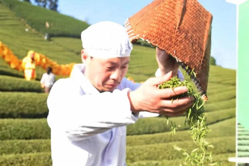 有关于2022年浙江武义县茶产业年度盘点的新闻(4)
