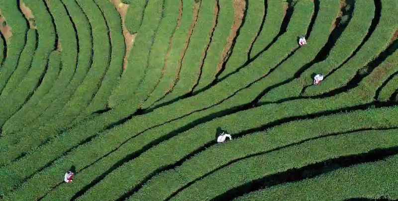 关于川西南早春茶抢“鲜” 摘下第一芽,拉开四川全省春茶采摘季的消息(2)