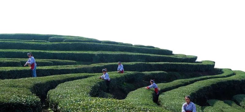 关于川西南早春茶抢“鲜” 摘下第一芽,拉开四川全省春茶采摘季的消息