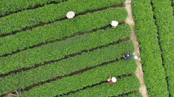 关于川西南早春茶抢“鲜” 摘下第一芽,拉开四川全省春茶采摘季的消息(1)