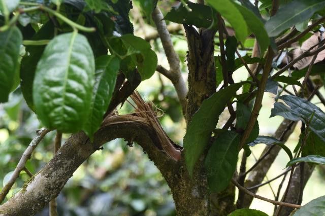 有关于2023年易武古树春茶价格多少钱的消息(1)