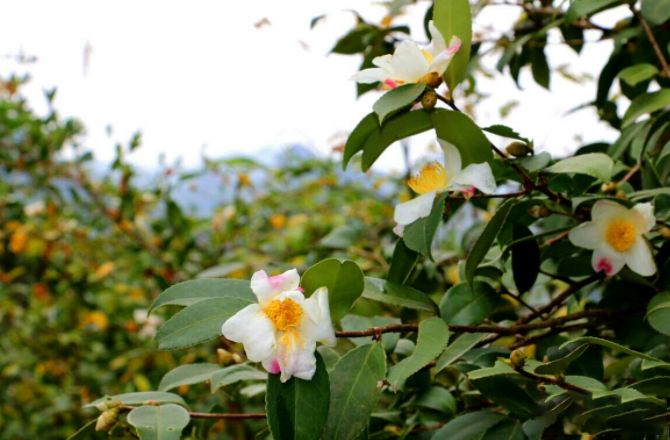 关于湖北油茶发展目标责任书签订的信息