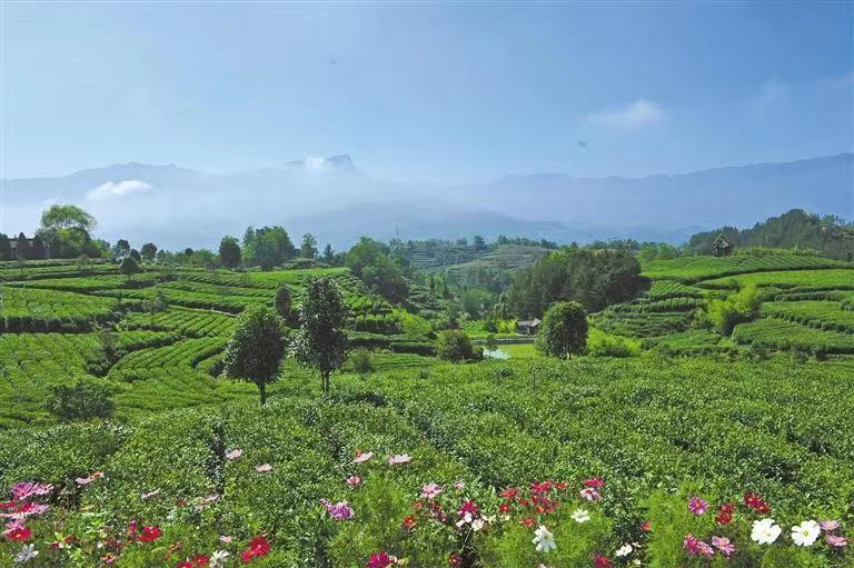 有关于汉中市茶园面积、产量、产值稳居全省第一的相关内容