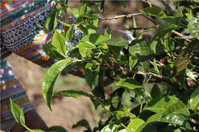 关于今年一扇磨古树春茶价格2023的最新消息(1)