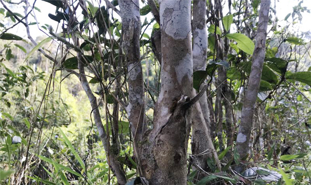 关于今年一扇磨古树春茶价格2023的最新消息