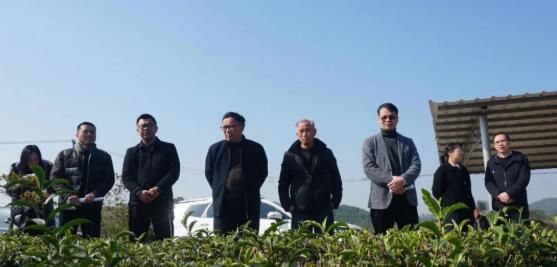 有关于邓富学率队到金鸡镇开展茶产业发展调研活动 的新闻
