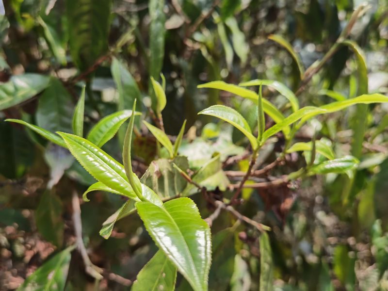 关于2023易武金厂河古树春茶价格的消息(2)