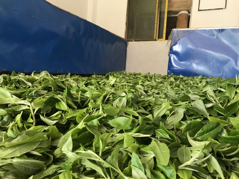 关于2023易武金厂河古树春茶价格的消息(3)