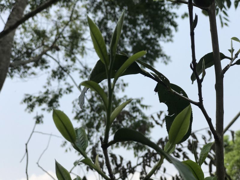 关于2023易武金厂河古树春茶价格的消息(1)