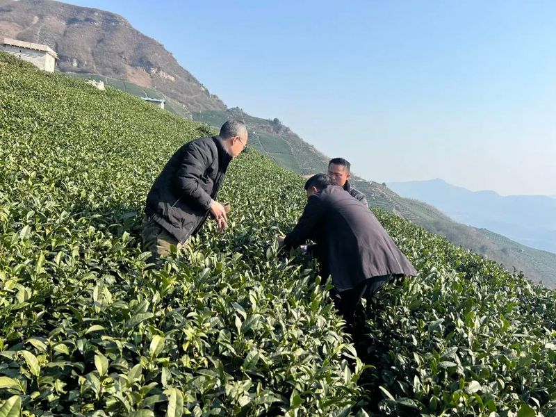 关于李应明、郑松到贵定县云雾镇、惠水县岗度镇调研春茶生产准备工作的相关信息(2)