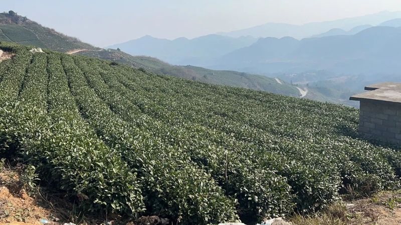 关于李应明、郑松到贵定县云雾镇、惠水县岗度镇调研春茶生产准备工作的相关信息(1)