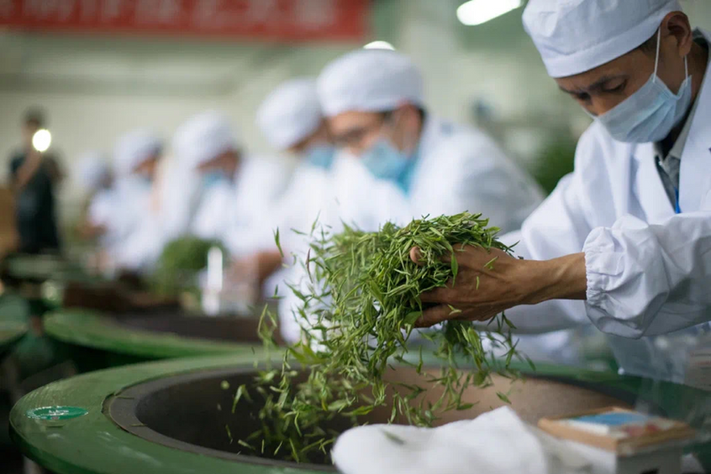 有关于聚焦茶非遗！婺源绿茶制作技艺为何与众不同？的新闻(1)