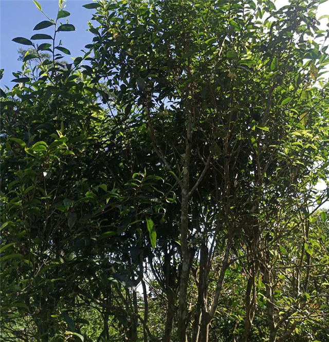 有关于2023年黑水梁子春茶价格及特点的内容