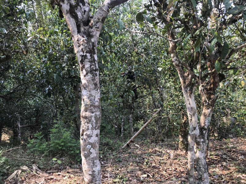 有关于2023年老班章春茶多少钱的资讯