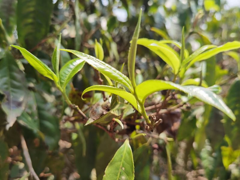 有关于2023年老班章春茶多少钱的资讯(2)