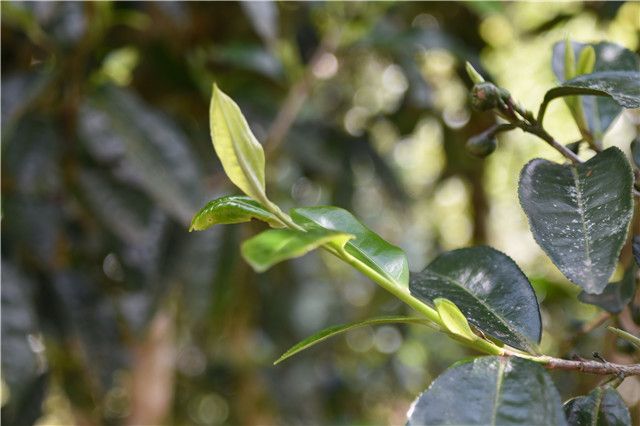 关于易武麻黑茶档次，2023麻黑春茶价格多少的内容