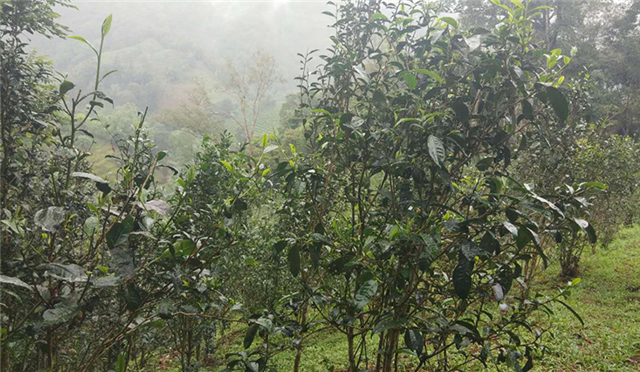 关于2023年易武同庆河古树春茶价格的信息(1)