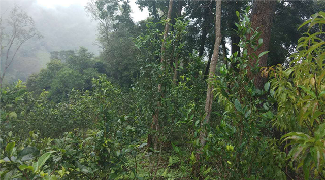 关于2023年易武同庆河古树春茶价格的信息