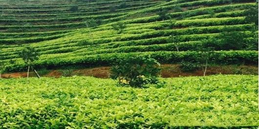 关于让茶产业成为农民增收的重要来源——陕西商南县茶产业发展的调查与思考的最新消息