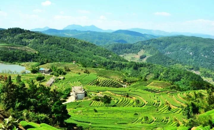 关于让茶产业成为农民增收的重要来源——陕西商南县茶产业发展的调查与思考的最新消息(2)