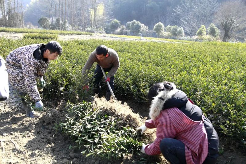 有关于祁山镇：人勤春来早 茶农起苗忙的最新消息
