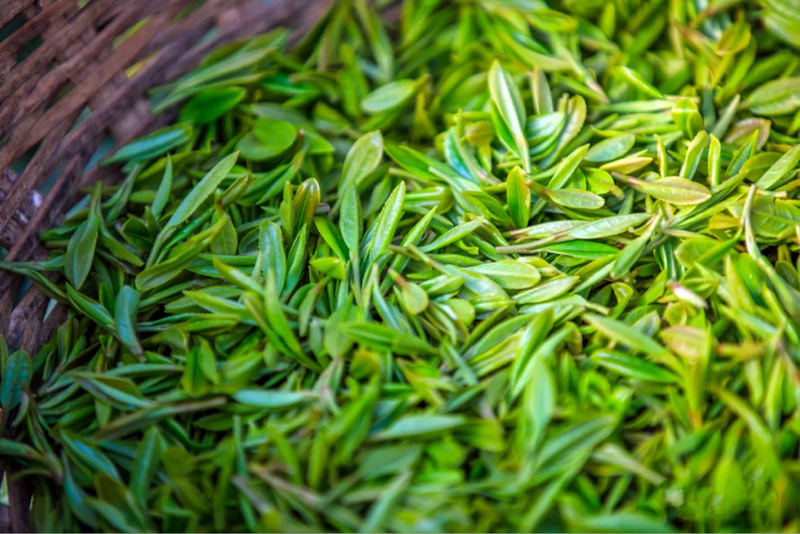 关于聚焦茶非遗！“苹果香”的宁红究竟有何独特的制作方法？的相关信息